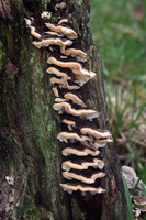 Many Zoned Polypore