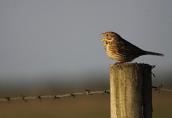 Corn Bunting Singing