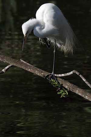 Great Egret