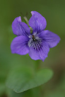 Dog Violet