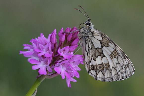 Marbled White