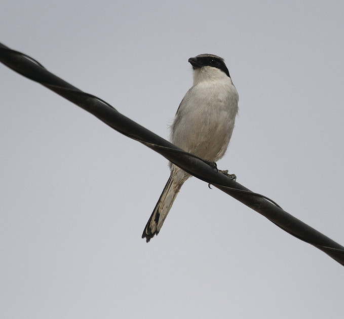 Southern Grey Shrike