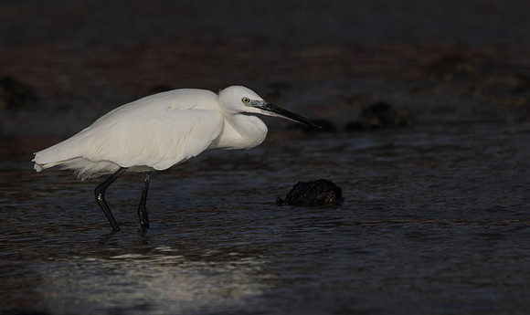Little Egret