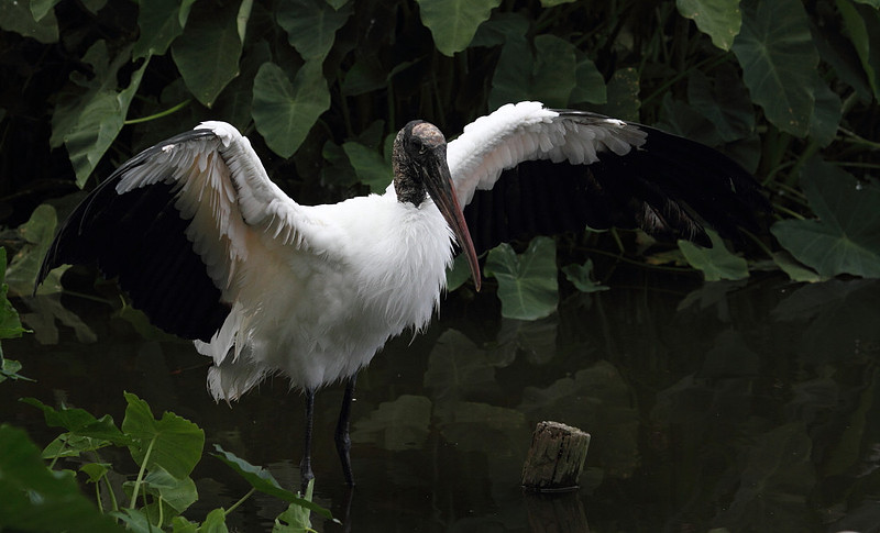 Wood Stork