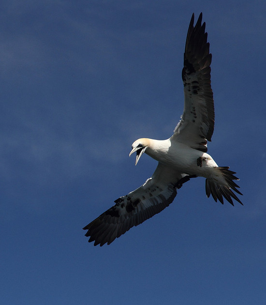 Gannet preparing to dive