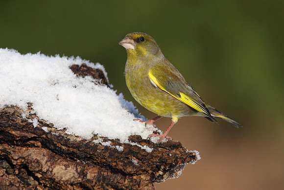Male Greenfinch