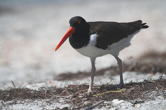 American Oystercatcher