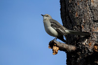 Northern Mocking Bird