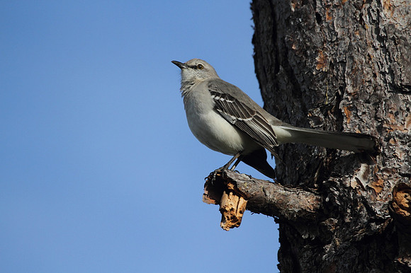 Northern Mocking Bird
