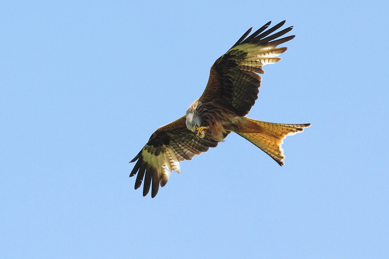 Red Kite