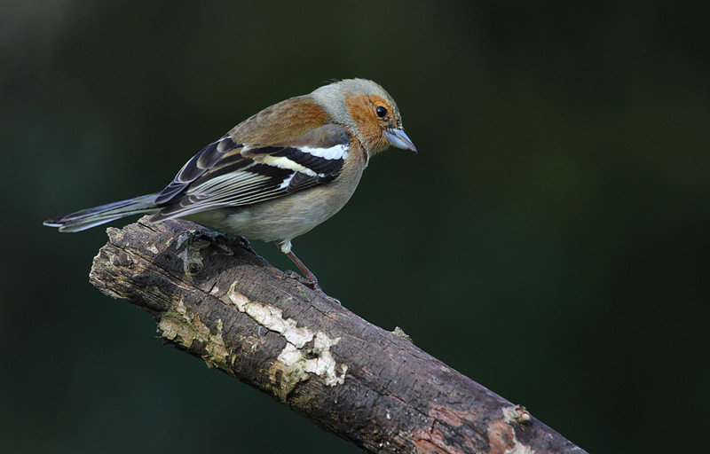 Male Chaffinch