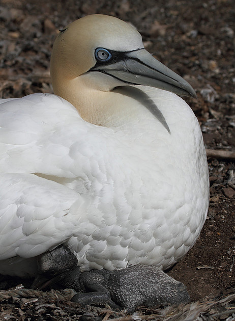 Gannet with chick