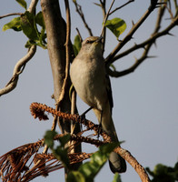 Northern Mocking Bird