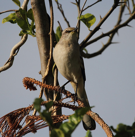 Northern Mocking Bird