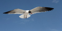 Laughing Gull