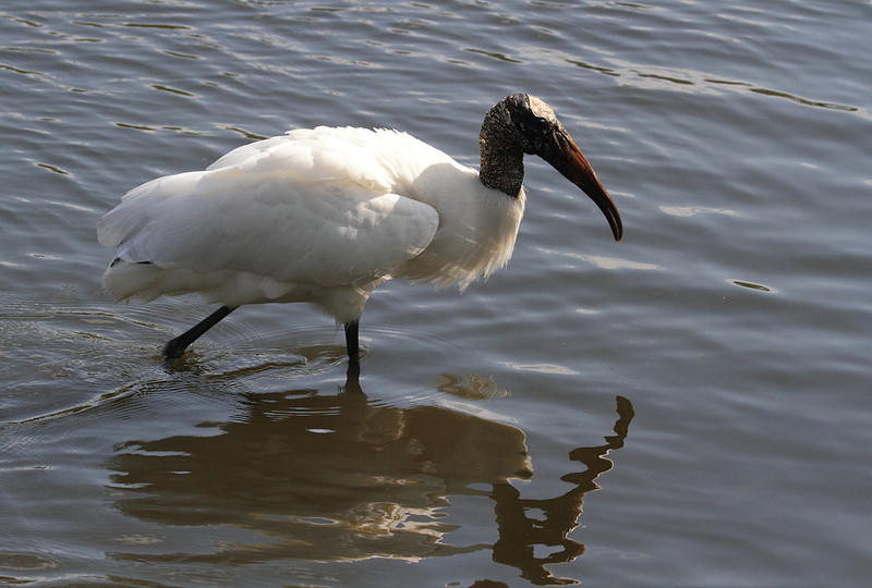 Wood Stork