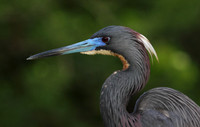 Tri-Colored Heron portrait
