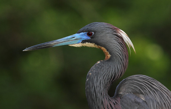 Tri-Colored Heron portrait
