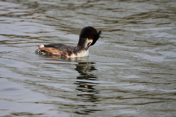 Great Crested Grebe