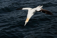 Gannet dive