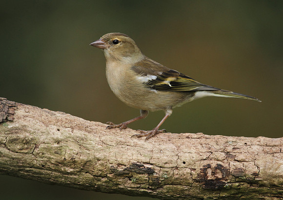 Female Chaffinch