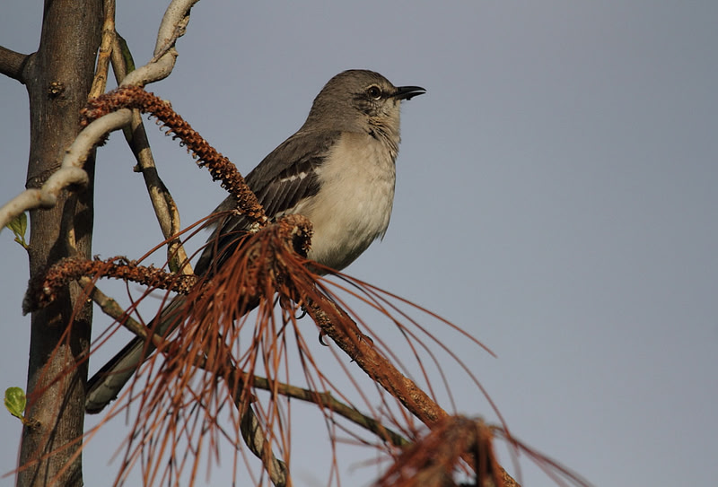 Northern Mocking Bird