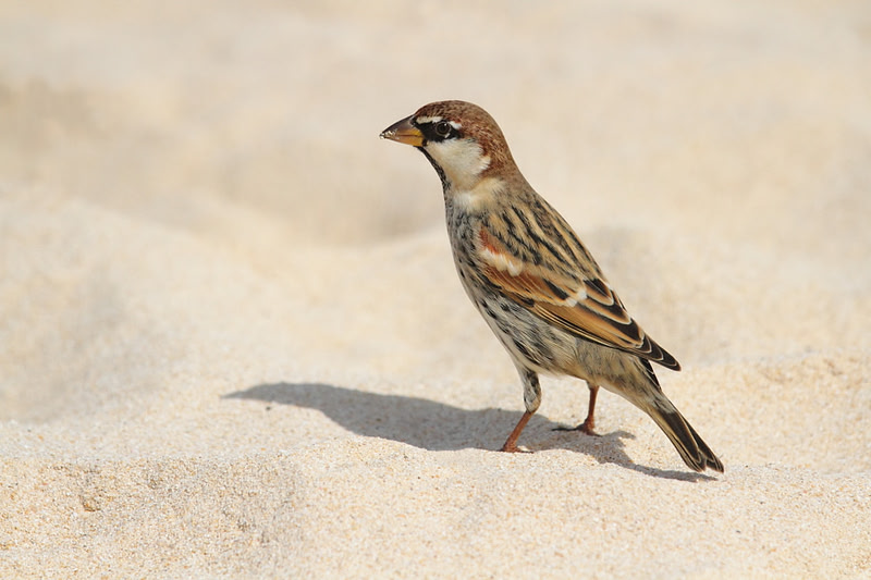 Spanish Sparrow (male)