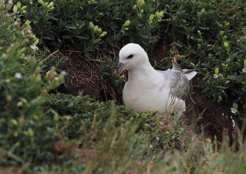 Fulmar