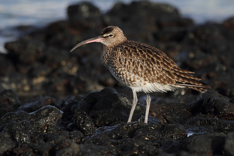 Whimbrel