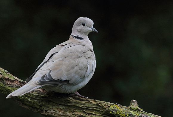 Collared Dove