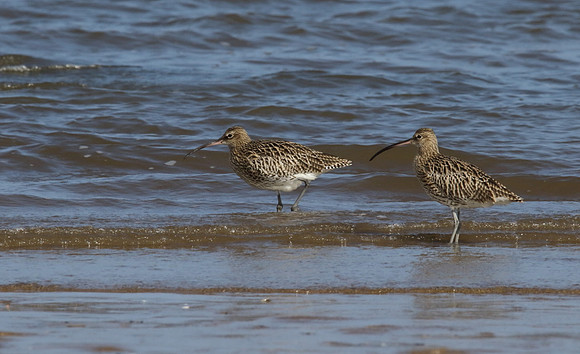 Curlew pair