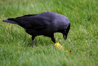 Jackdaw