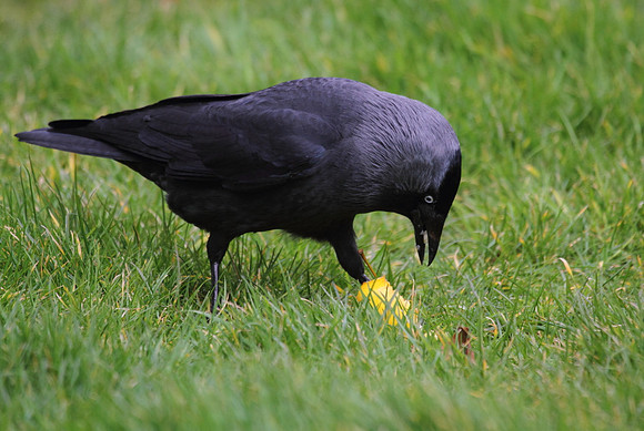 Jackdaw