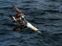 Gannet dive