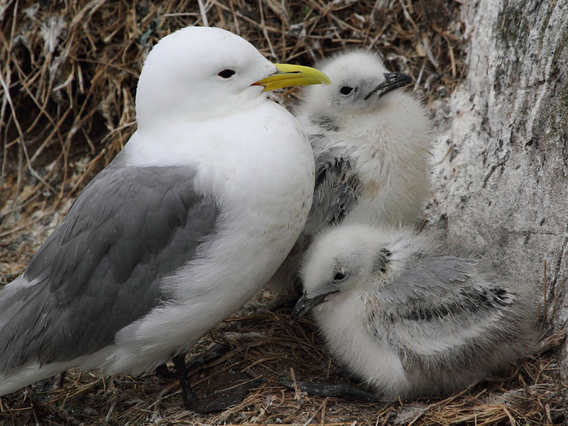Kittiwake with chicks