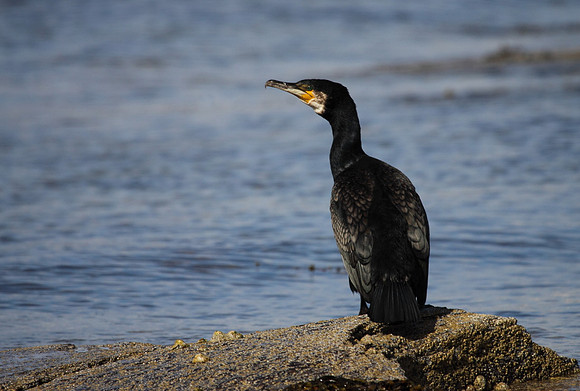 Cormorant
