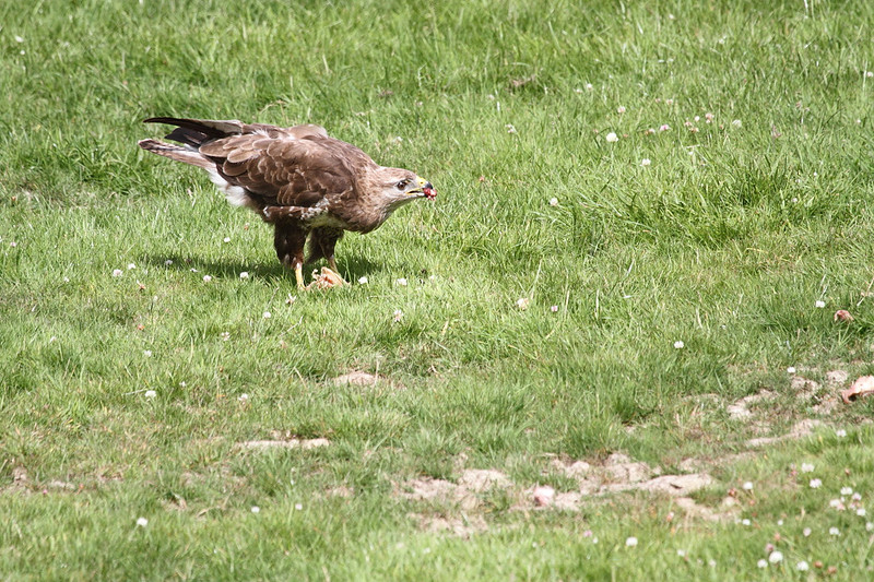 Buzzard