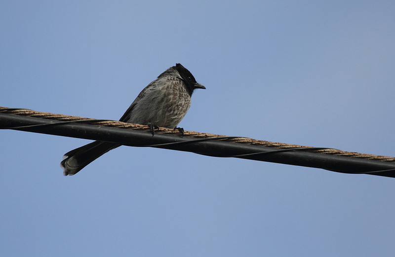 Red Vented Bulbul