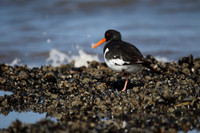 Oystercatcher