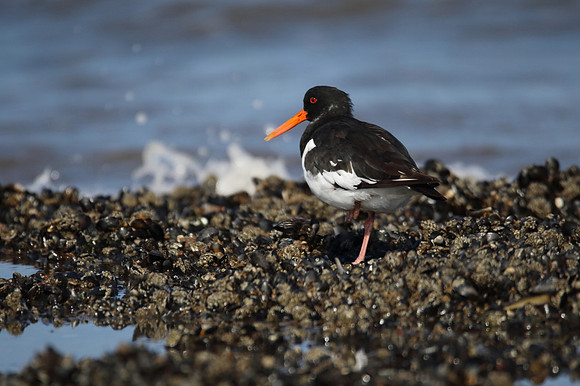 Oystercatcher