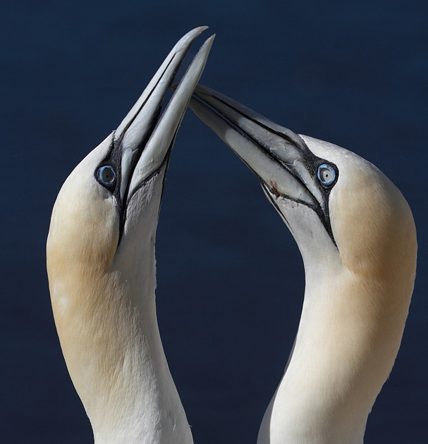 Gannets sparring