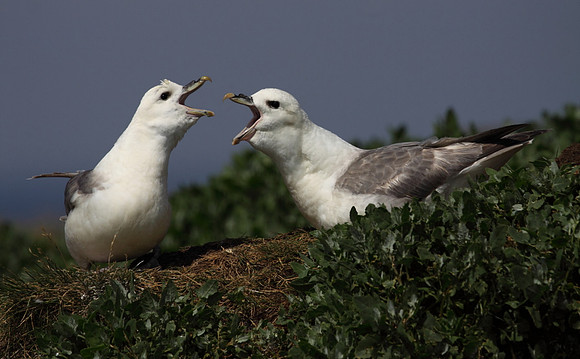 Fulmars Sparring