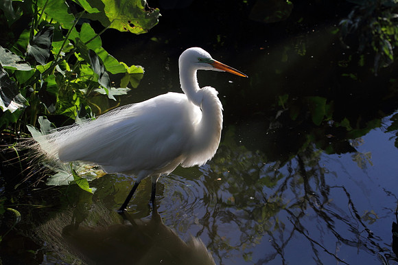 Great Egret