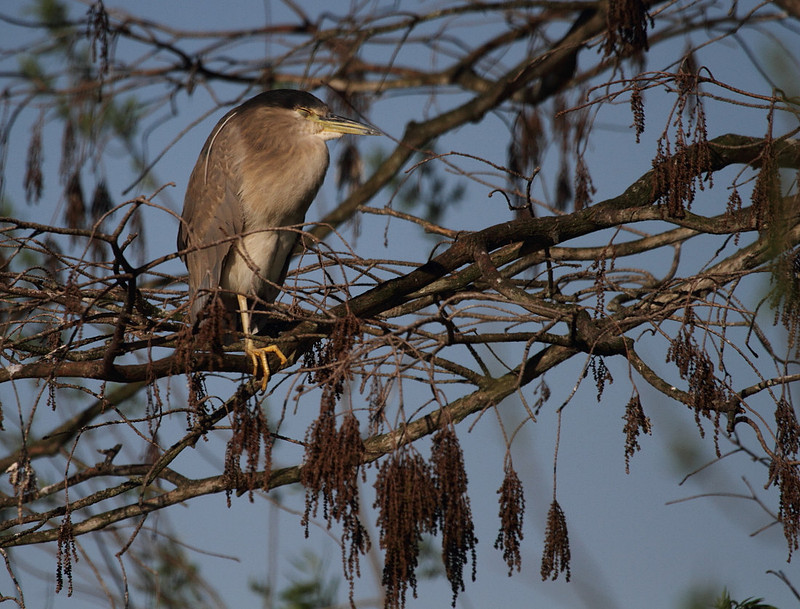 Black Crowned Night Heron
