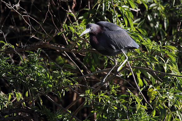 Little Blue Heron 4