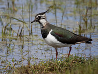 Lapwing