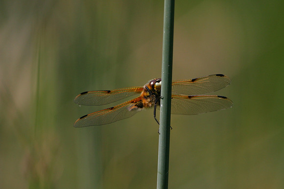 Four Spotted Chaser