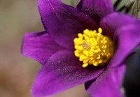 Pasque Flower