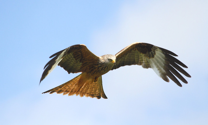 Red Kite