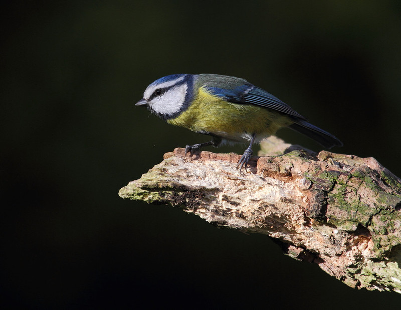 Blue Tit